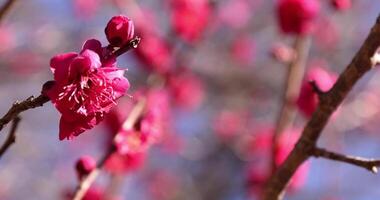 Red plum flowers at Atami plum park in Shizuoka daytime close up handheld video