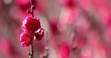 Red plum flowers at Atami plum park in Shizuoka daytime close up video