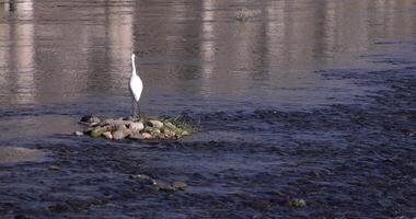 The Japanese crane on the river in autumn daytime telephoto shot video