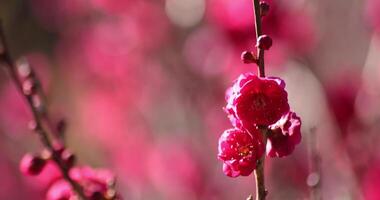 rojo ciruela flores a Atami ciruela parque en shizuoka tiempo de día cerca arriba video