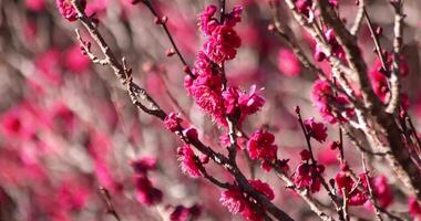 Red plum flowers at Atami plum park in Shizuoka daytime video