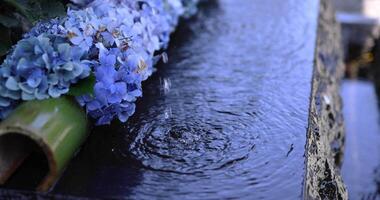 A slow motion of water fall with hydrangea flowers at the purification trough close up video