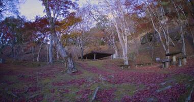 rosso le foglie a kasagiyama momiji parco nel kyoto nel autunno largo tiro video