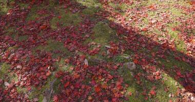 rood bladeren Aan de grond in Kyoto in herfst top hoek visie pannen video