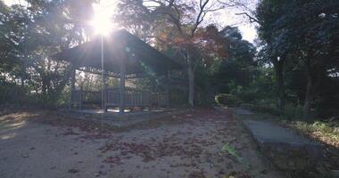 Red leaves at Kasagiyama momiji park in Kyoto in autumn wide shot video