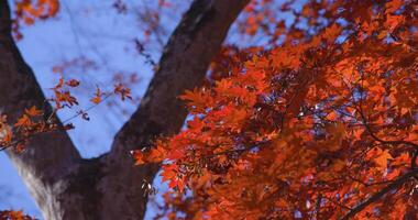een langzaam beweging van rood bladeren swinging door wind Bij de Woud in herfst telefoto schot video