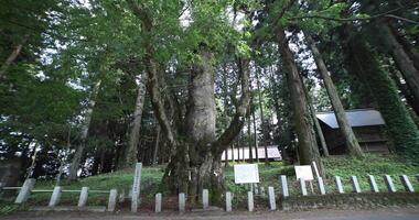 un' giapponese zelkova albero nel davanti di il santuario a il campagna largo tiro panning video