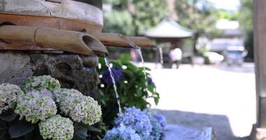 A water fall with hydrangea flowers at the purification trough in summer focusing video