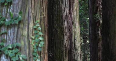 A beautiful tall cedar tree at the countryside in Japan telephoto shot video