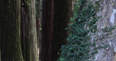 un hermosa alto cedro árbol a el campo en Japón telefotográfico Disparo video