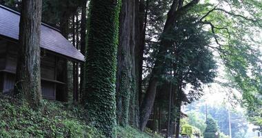 en skön lång ceder träd på de landsbygden i japan tele skott video