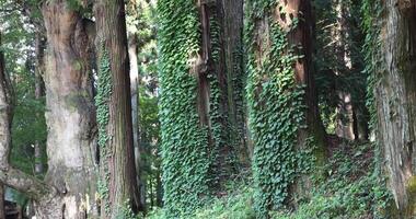 en skön lång ceder träd på de landsbygden i japan tele skott video