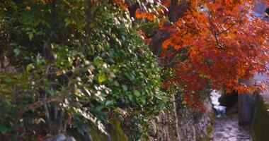 Piled up red leaves in the narrow gutter in autumn video