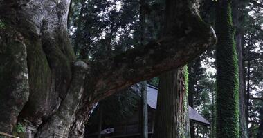 een Japans zelkova boom in voorkant van de altaar Bij de platteland video