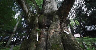 een Japans zelkova boom in voorkant van de altaar Bij de platteland video