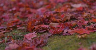 rojo hojas a el bosque en Kioto en otoño cerca arriba Mano video