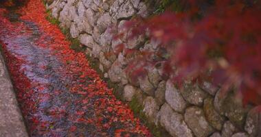 Piled up red leaves in the narrow gutter in autumn video