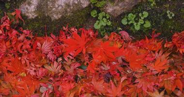 Piled up red leaves in the narrow gutter in autumn close up handheld video