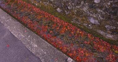 apilado arriba rojo hojas en el estrecho canal en otoño video