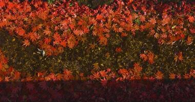 Piled up red leaves in the narrow gutter in autumn handheld shot video