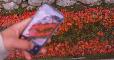 A smartphone shooting piled up red leaves in the narrow gutter in autumn video