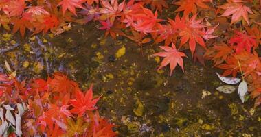 Piled up red leaves in the narrow gutter in autumn close up handheld video