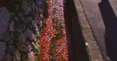 Piled up red leaves in the narrow gutter in autumn video