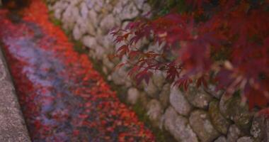 apilado arriba rojo hojas en el estrecho canal en otoño enfoque video