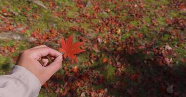 rosso foglia con mano a il foresta nel kyoto nel autunno vicino su video