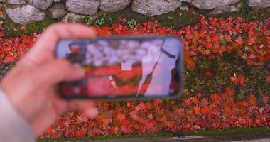 een smartphone het schieten opgestapeld omhoog rood bladeren in de versmallen goot in herfst video