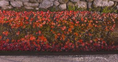 Piled up red leaves in the narrow gutter in autumn video