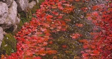 Piled up red leaves in the narrow gutter in autumn close up video