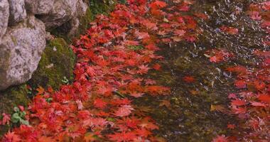 Piled up red leaves in the narrow gutter in autumn close up video