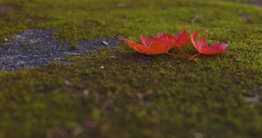rojo hojas a el bosque en Kioto en otoño cerca arriba Mano video