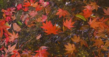 Piled up red leaves in the narrow gutter in autumn close up handheld video