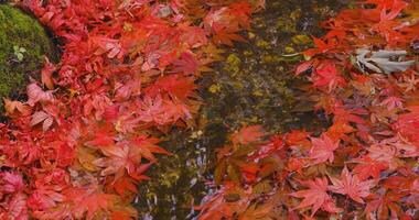 Piled up red leaves in the narrow gutter in autumn close up handheld video