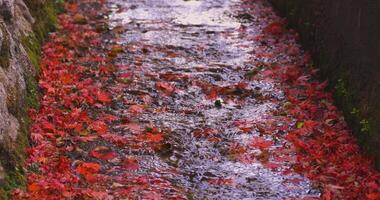 Piled up red leaves in the narrow gutter in autumn close up handheld video