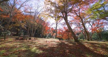 rood bladeren Bij kasagiyama momiji park in Kyoto in herfst breed schot video