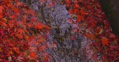 apilado arriba rojo hojas en el estrecho canal en otoño cerca arriba video