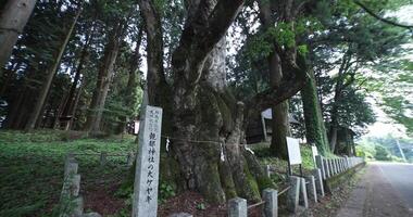 un' giapponese zelkova albero nel davanti di il santuario a il campagna video