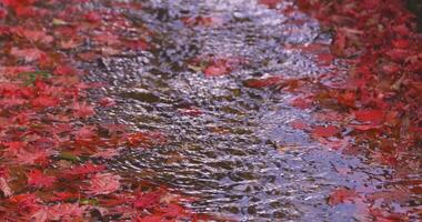 apilado arriba rojo hojas en el estrecho canal en otoño cerca arriba Mano video