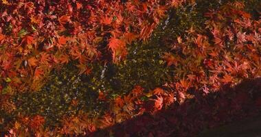 Piled up red leaves in the narrow gutter in autumn close up video