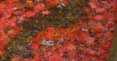 Piled up red leaves in the narrow gutter in autumn close up video