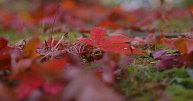 Red leaves at the forest in Kyoto in autumn close up video