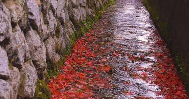 apilado arriba rojo hojas en el estrecho canal en otoño Mano Disparo video