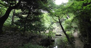 un japonés jardín estanque a tonogayato jardín en verano soleado día video