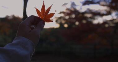 Red leaf with hand at the forest in Kyoto in autumn at dusk close up video