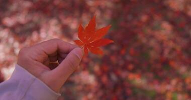 röd blad med hand på de skog i kyoto i höst stänga upp video