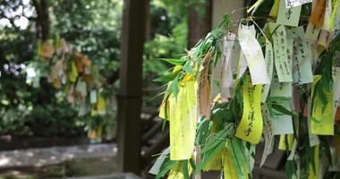 A paper fortune on the bamboo leaves in summer day time video