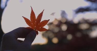 rood blad met hand- Bij de Woud in Kyoto in herfst Bij schemer dichtbij omhoog video